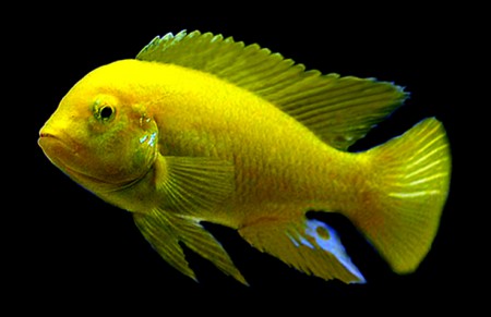  Цихлида Лимон (Labidochromis caeruleus) без черной окантовки 